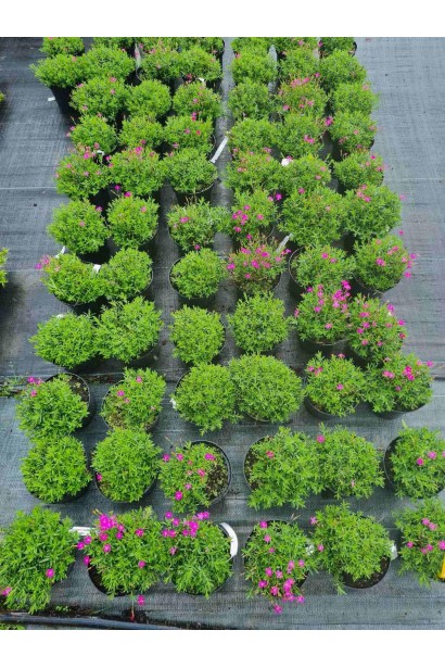 Гвоздика дельтоподібна міртінервіус - 3л/вис.5-10см/Ø20-30